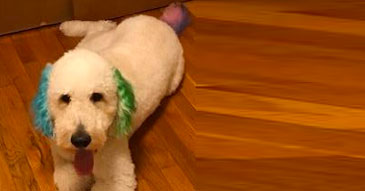 Mobile Groomer in Belvidere, IL - One on One Attention