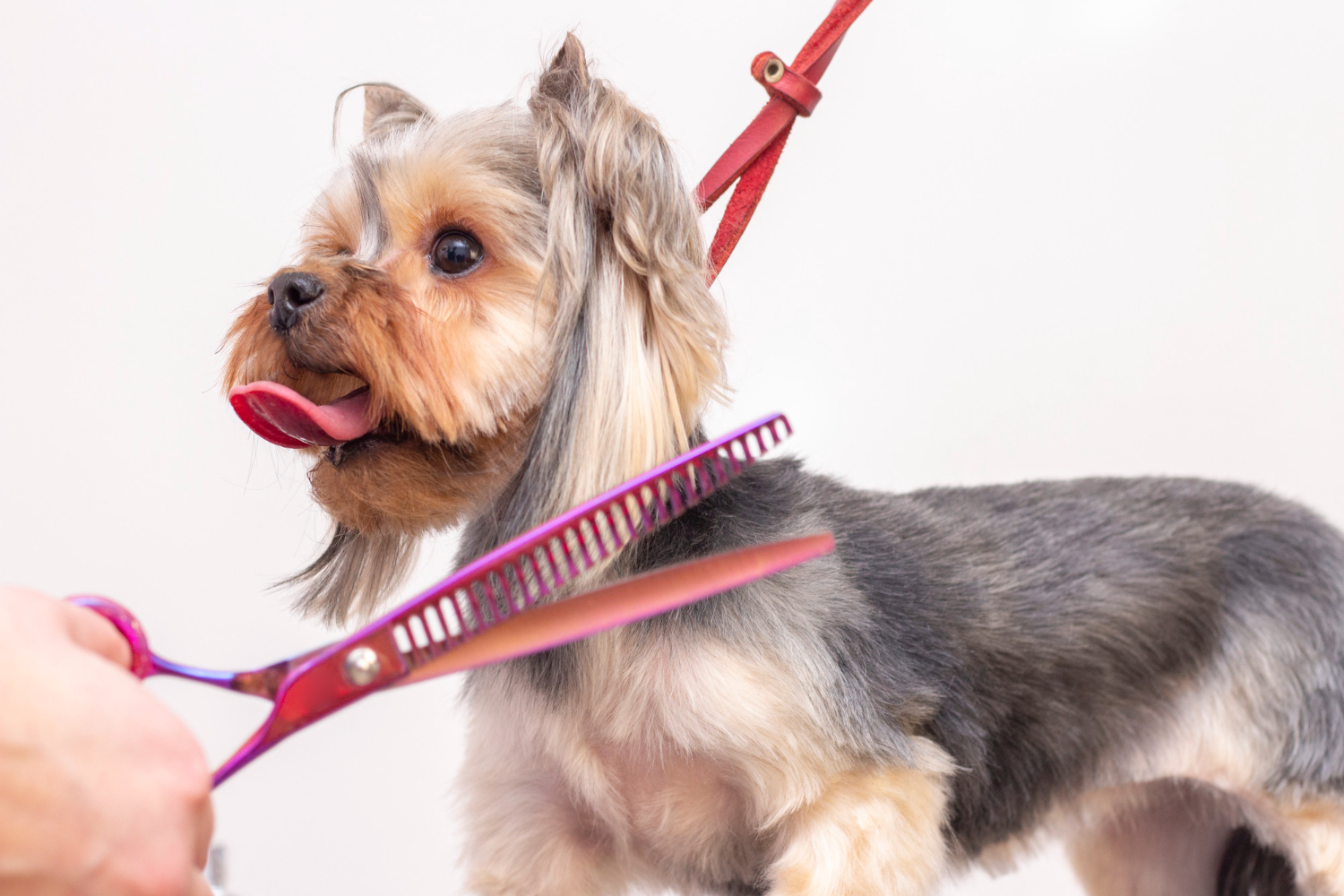 Mobile Groomer in Belvidere, IL - One on One Attention